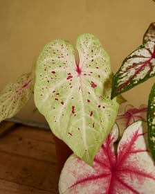 Caladiumclose