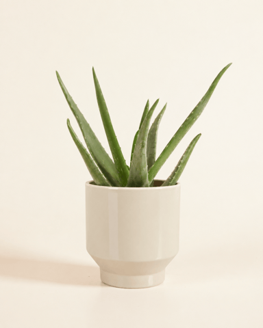 Paulo Pot Beige Ø 12 cm