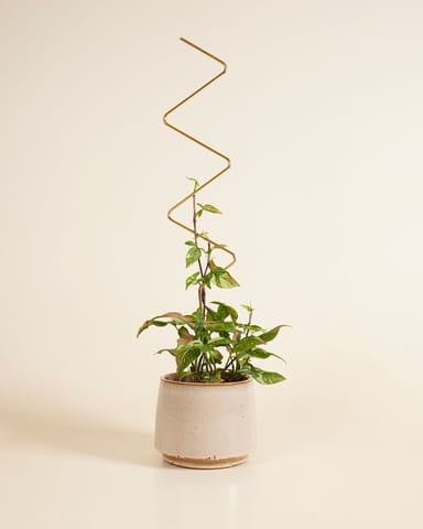 ZigZag Plantstake 70 cm