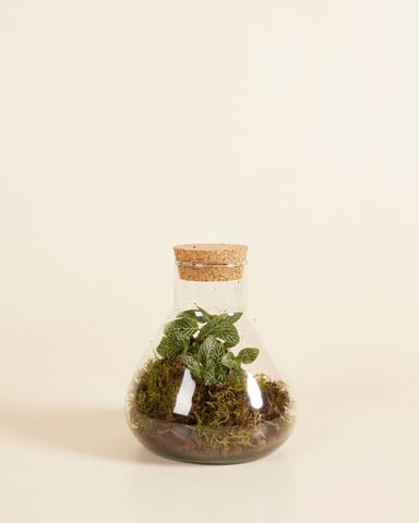 Emily Terrarium Mini Ø 12 cm