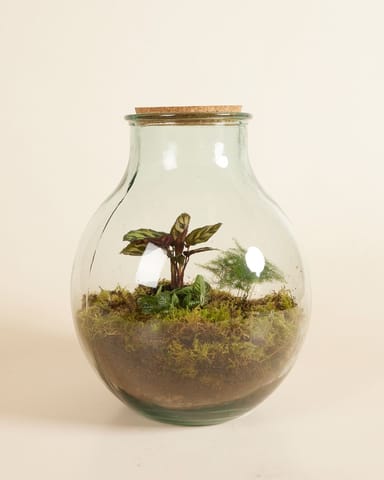 Olly Terrarium Groß Ø 29 cm