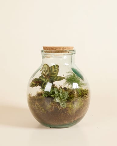 Olly Terrarium Mittel Ø 21 cm