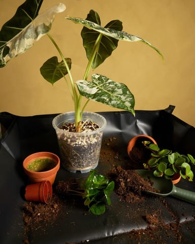Potting Mat