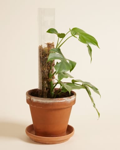 Casper Kletterstange 40 cm