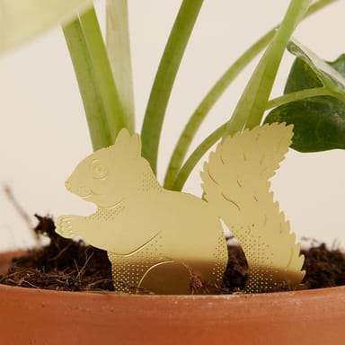 Carol Raupe Plant buddy