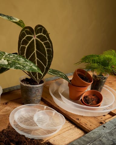 Pflanzschale Transparent Ø 34 cm