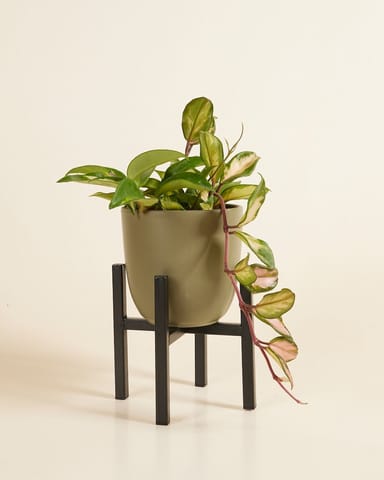 Paula Topfgestell  Schwarz 16 cm