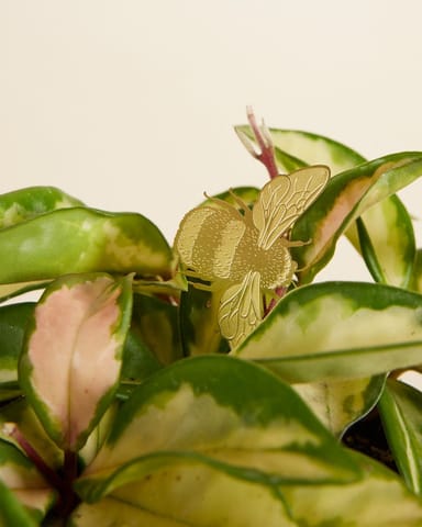 Carol Raupe Plant buddy