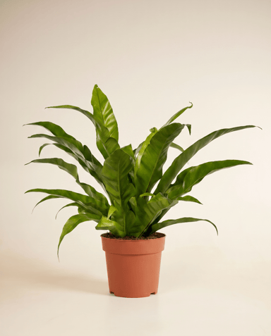 Asplenium Nestfarn Antiquum