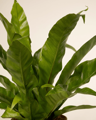 Asplenium Nestfarn Antiquum