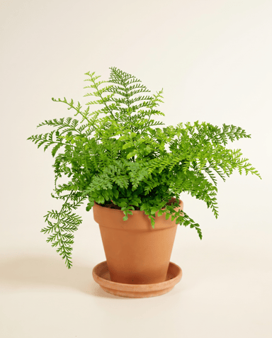Asplenium Nestfarn Parvati