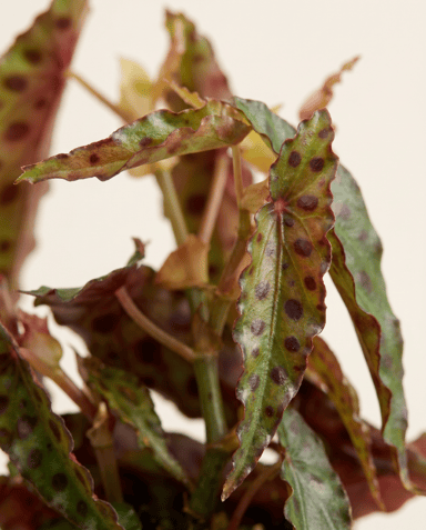 Baby Begonia Schiefblatt Amphioxus