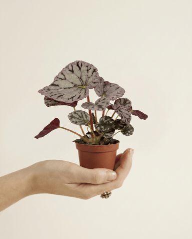 Baby Begonia Schiefblatt Rex Chayo