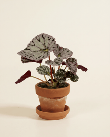 Baby Begonia Schiefblatt Rex Chayo