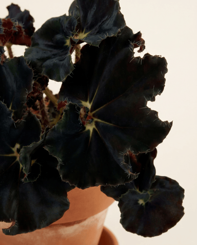 Baby Begonia Schiefblatt Rex Dark Mambo