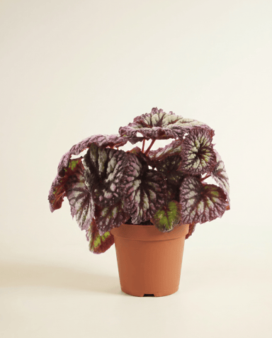Begonia Schiefblatt Rex Fireworks
