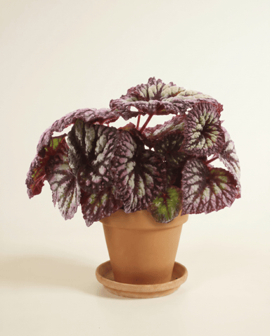 Begonia Schiefblatt Rex Fireworks
