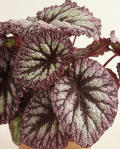 Begonia Schiefblatt Rex Fireworks