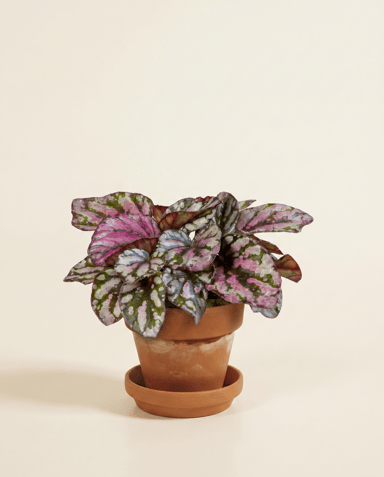 Baby Begonia Schiefblatt Rex Hugh McLauchlan