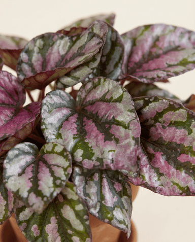 Baby Begonia Schiefblatt Rex Hugh McLauchlan