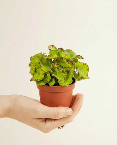 Baby Begonia Schiefblatt Rex Red Jive