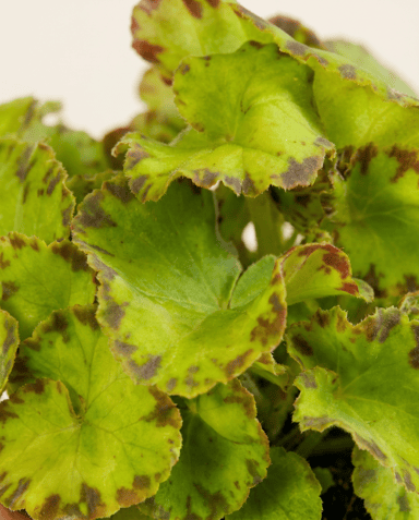 Baby Begonia Schiefblatt Rex Red Jive