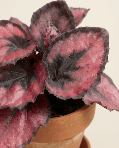 Baby Begonia Schiefblatt Rex Red Kiss