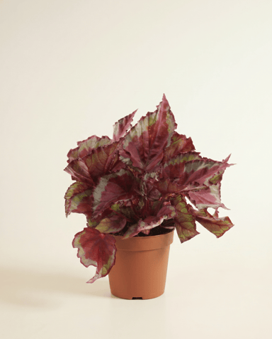 Begonia Schiefblatt Rex Spitfire