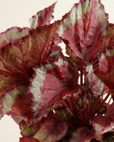 Begonia Schiefblatt Rex Spitfire