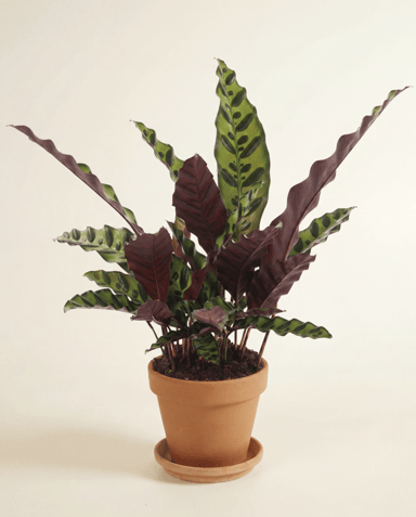 Calathea Korbmarante Lancifolia Insignis