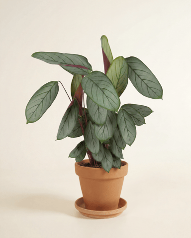 Calathea Korbmarante Silverstar