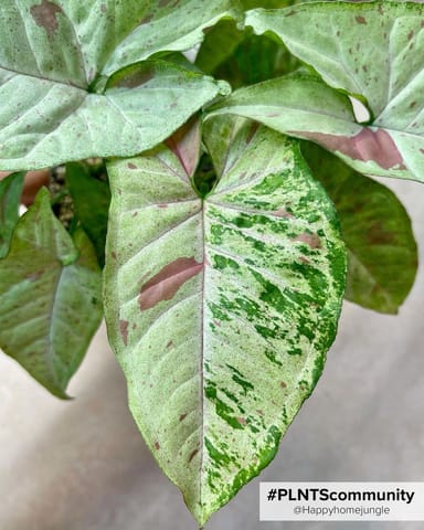 Syngonium Arrowhead Confetti