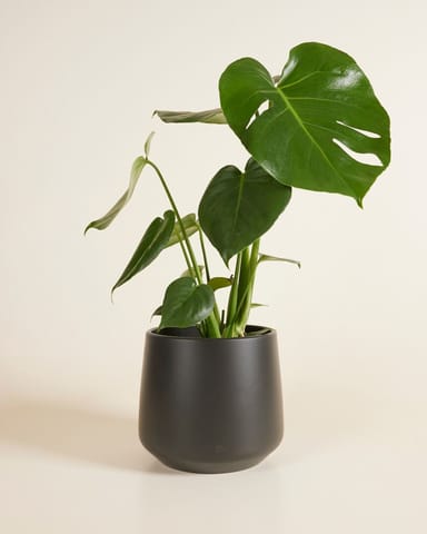 Amber Topf Schwarz Ø 17 cm