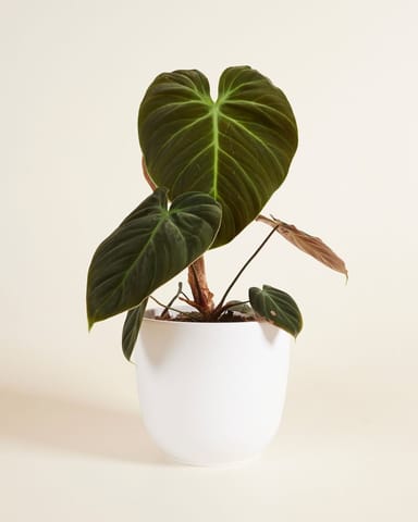 Lexi Topf Weiß Ø 18.5 cm