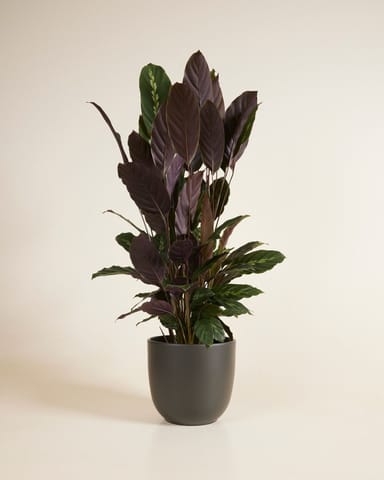 Lexi Topf Schwarz Ø 18.5 cm