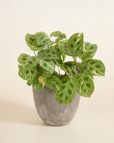 Bola Pot Grau Ø 16