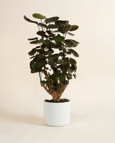 Elho B.For Soft Ø 16 cm