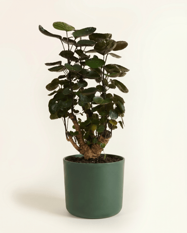 Elho B.For Soft Ø 18 cm