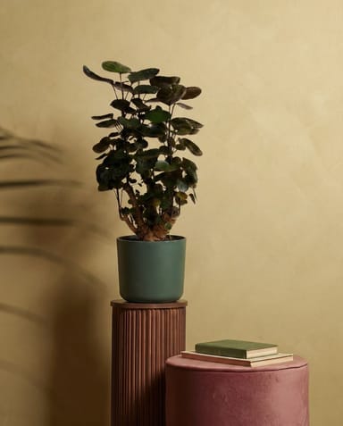 Elho B.For Soft Ø 18 cm