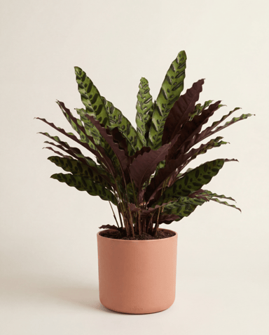 Elho B.For Soft Ø 16 cm