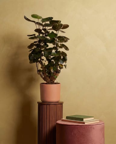 Elho B.For Soft Ø 18 cm