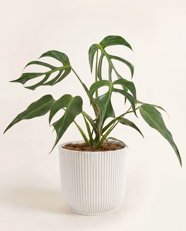 Elho Vibes Fold Ø 16 cm