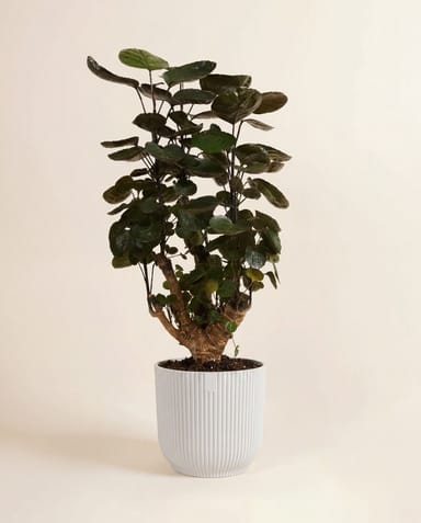 Elho Vibes Fold Ø 18 cm