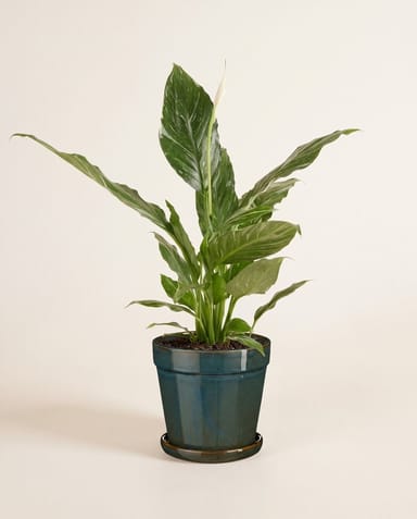 Clint Pot with Saucer Green Ø 17 cm