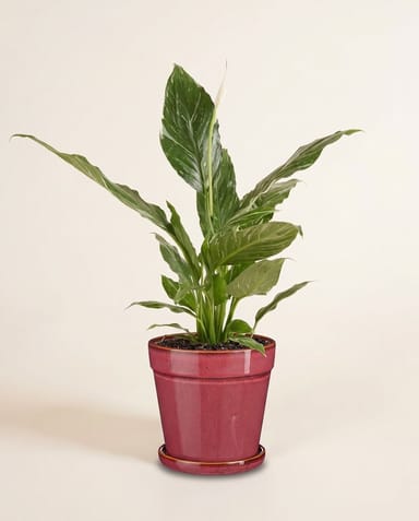 Clint Pot with Saucer Pink Ø 17 cm
