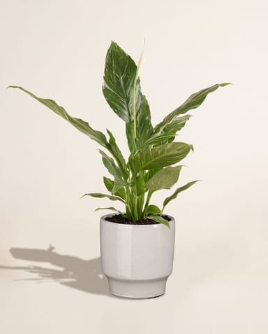 Diaz Pot White Ø 17 cm