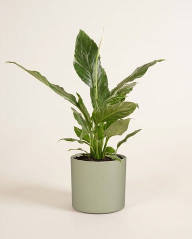Era Pot Mint Green Ø 19.5 cm