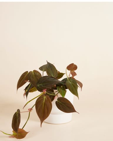 Elho Miles Runder Topf Weiß Ø 13 cm