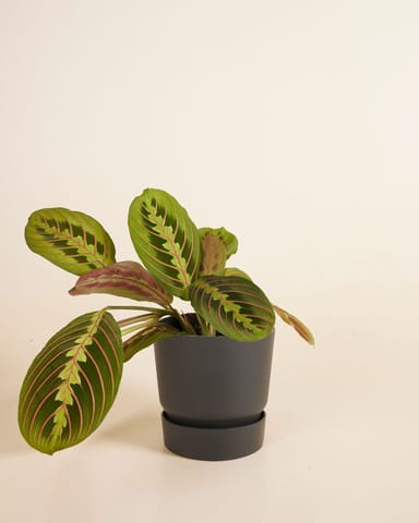 Elho Miles Runder Topf Schwarz Ø 13 cm