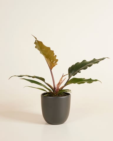 Lexi Topf Schwarz Ø 12.5 cm